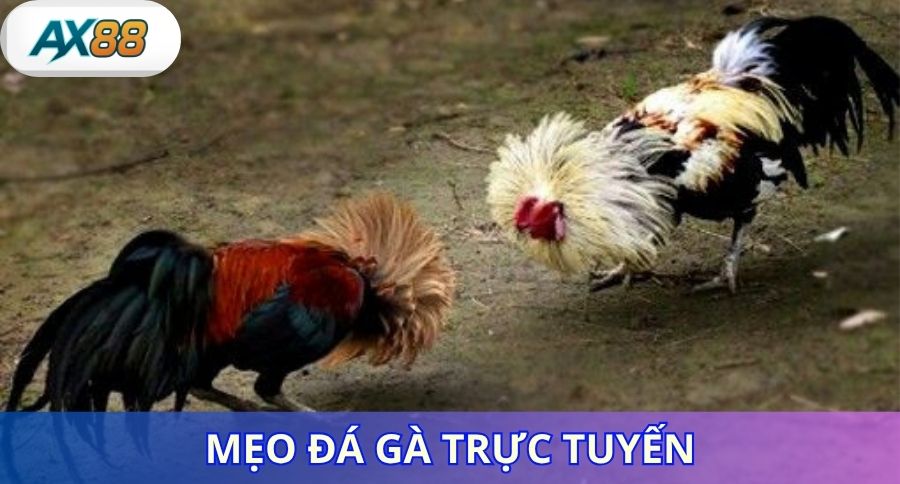 Một số mẹo đá gà trực tuyến