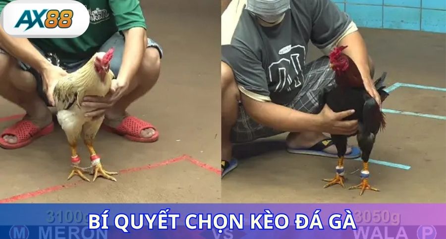 Bí quyết chọn kèo đá gà thắng lớn